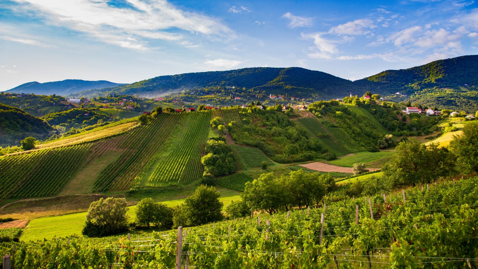 Panoramic view of rolling vineyard hills in Plešivica wine region, Croatia - luxury wine tour destination